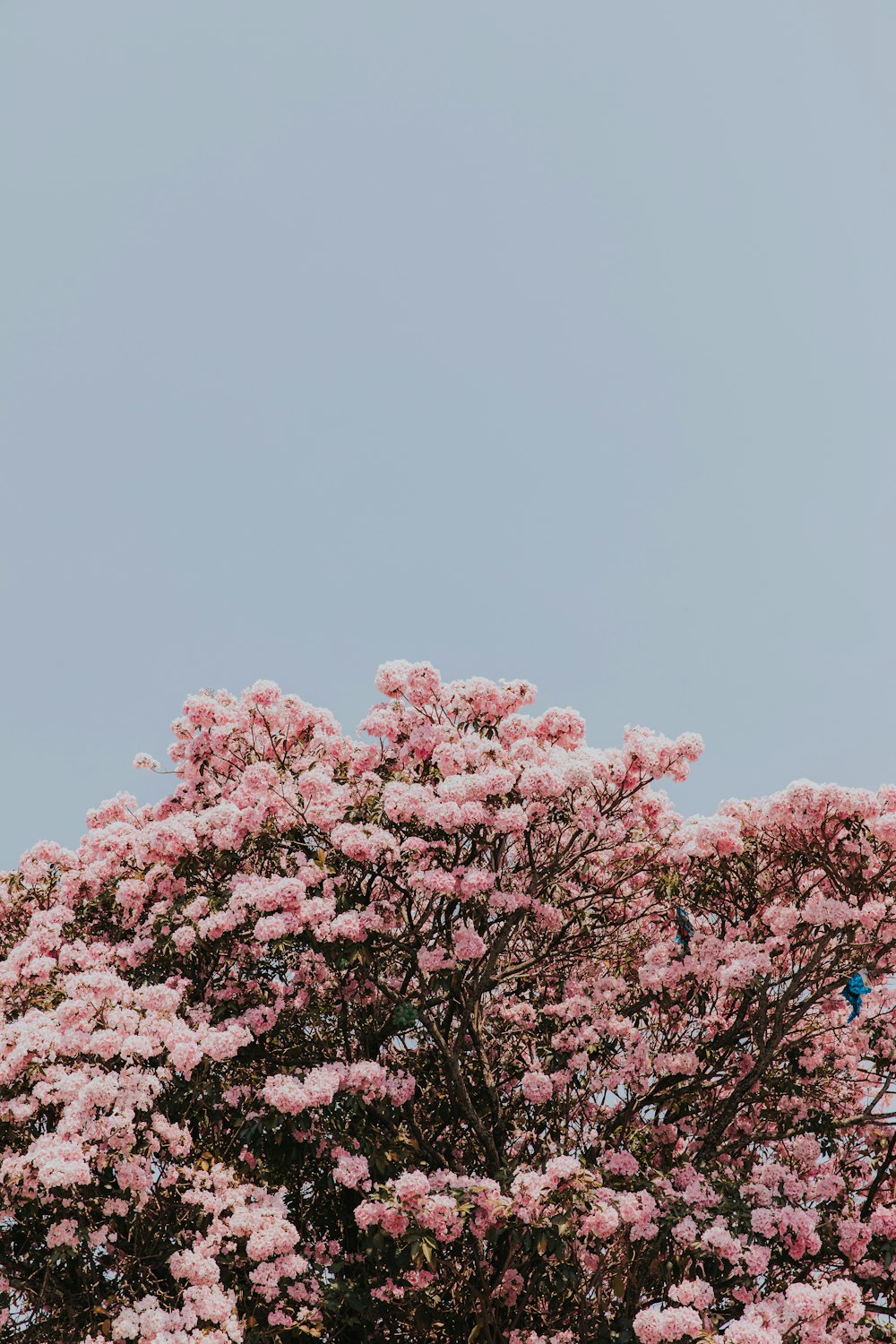 a blue bird sitting on top of a pink tree