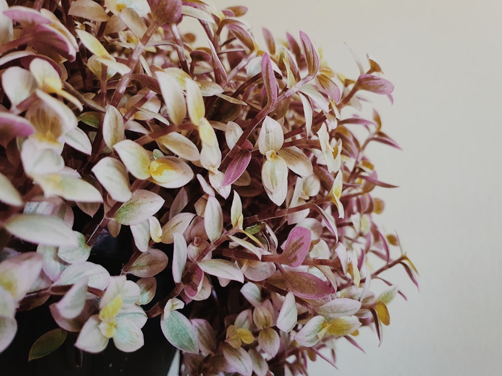 a close up of a plant with pink and yellow flowers