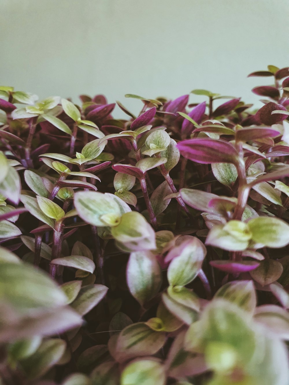 Un primer plano de un montón de plantas púrpuras y verdes