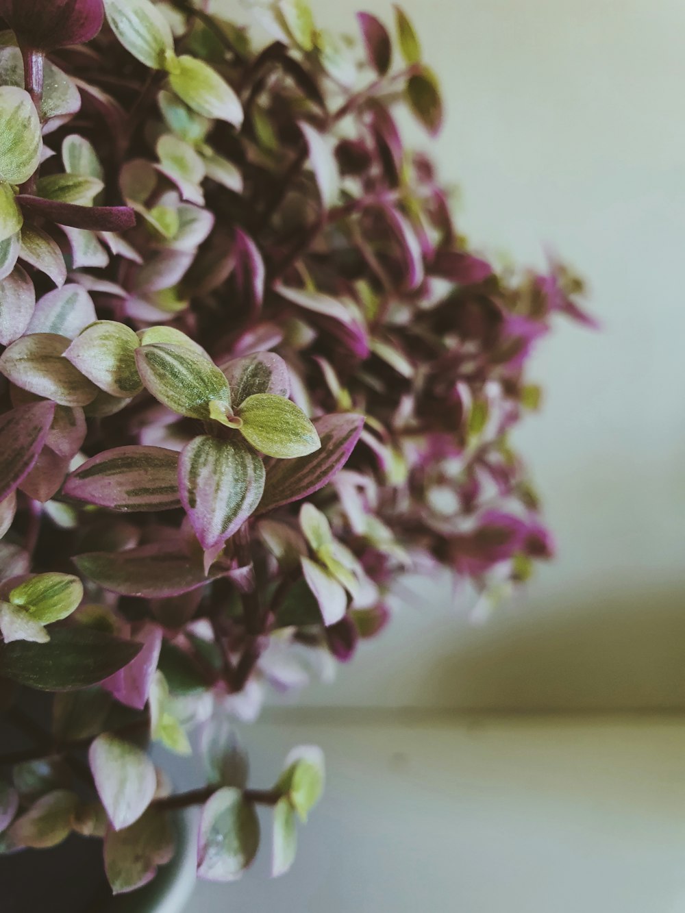 Un primer plano de una planta púrpura con hojas verdes