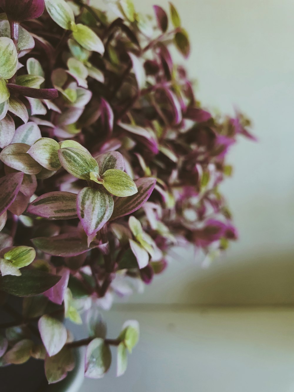 a close up of a purple plant with green leaves