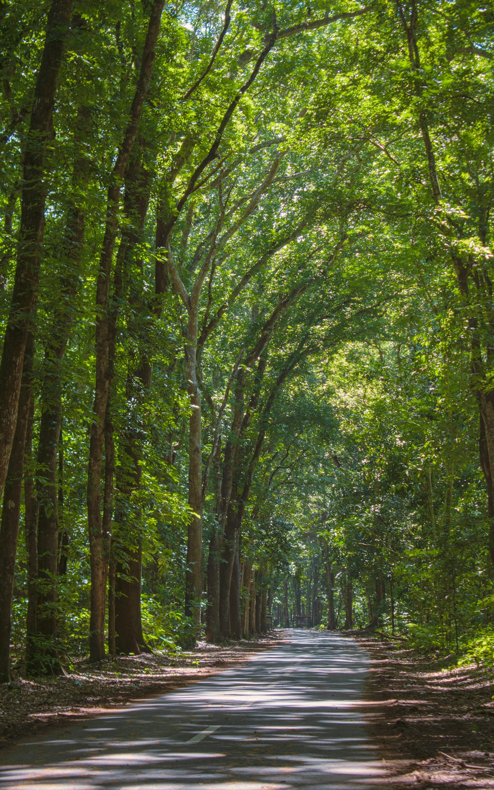 a road lined with trees and leaves in the middle of a forest