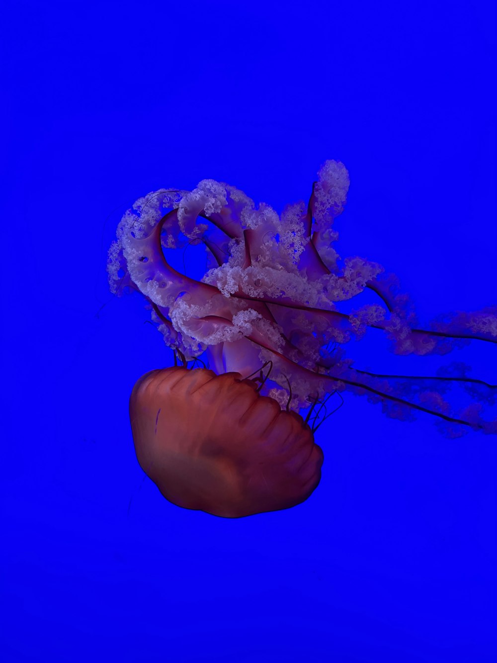 Una medusa arancione e bianca che galleggia nell'acqua