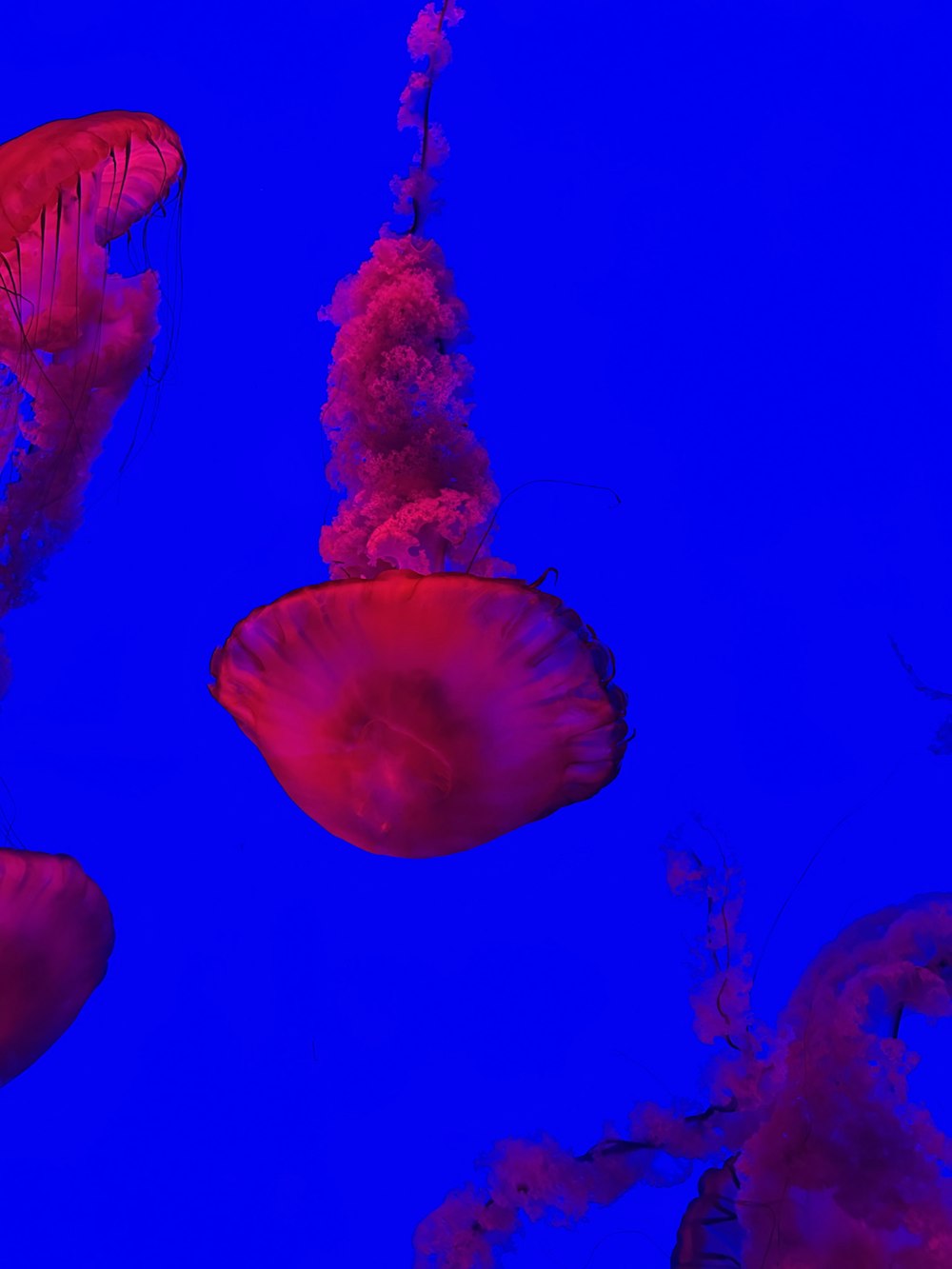 um grupo de águas-vivas flutuando na água
