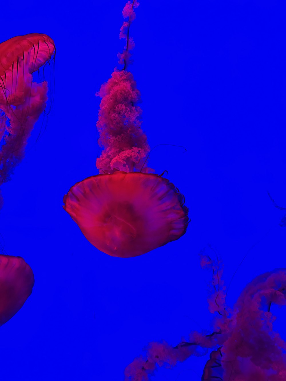 a group of jellyfish floating in the water