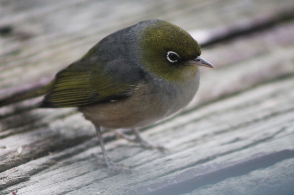a small bird standing on a wooden surface