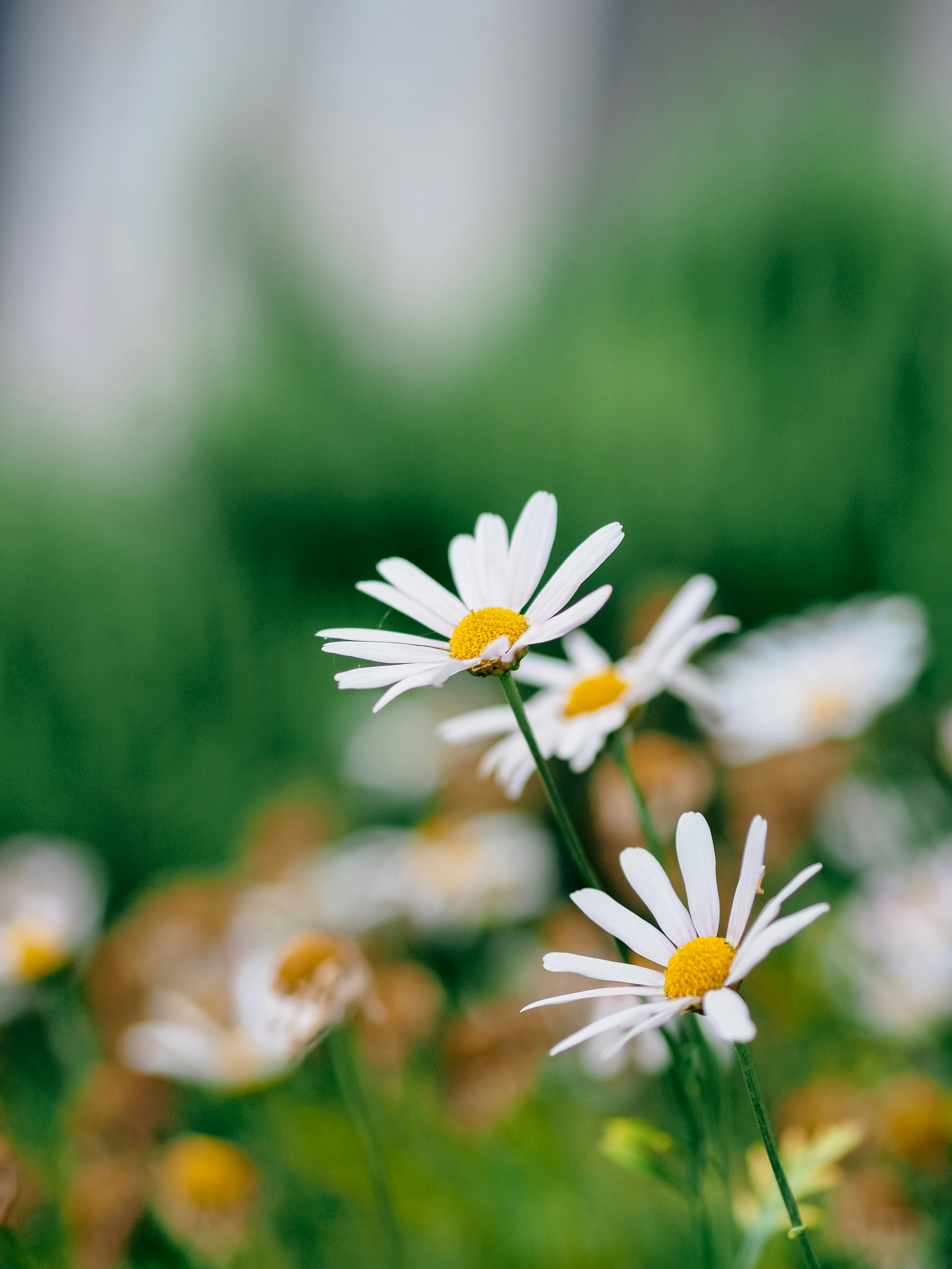 Photo by kokeshi_of_doom