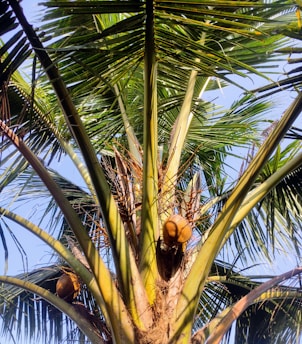 A close-up view of a coconut tree with sunlight illuminating its large green fronds and a couple of coconuts hanging from the trunk. The sky is clear and blue, providing a vibrant background.