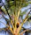 A woman in casual attire inspecting coconut trees with a bright sunny sky in the background.