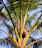 A woman in casual attire inspecting coconut trees with a bright sunny sky in the background.