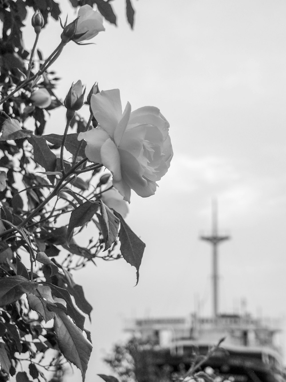 a cross in the background with a rose in the foreground