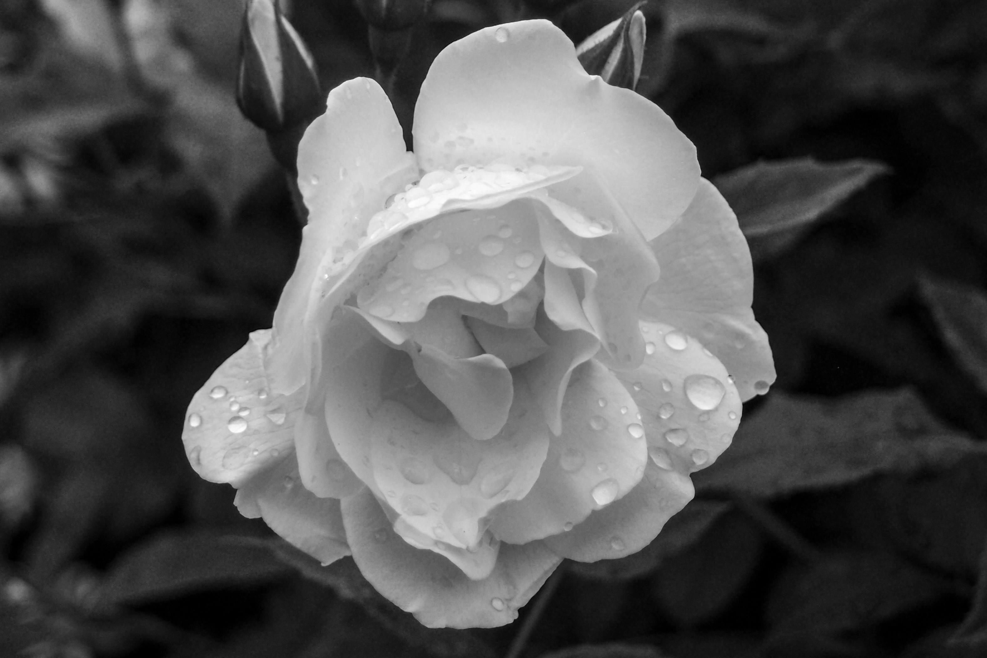 Photo by kokeshi_of_doom