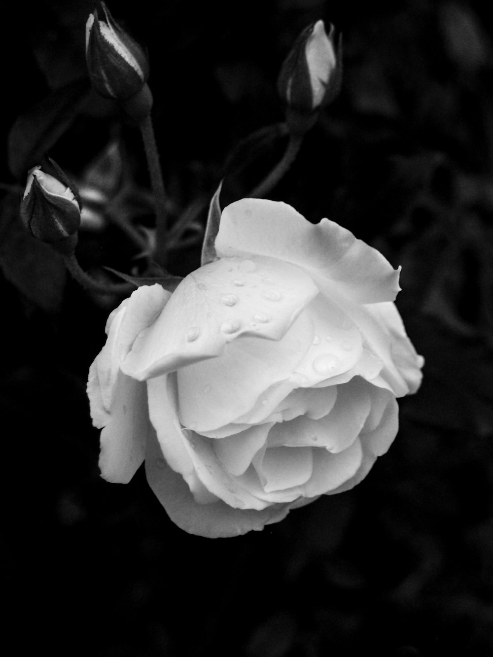 eine weiße Rose mit Wassertröpfchen darauf