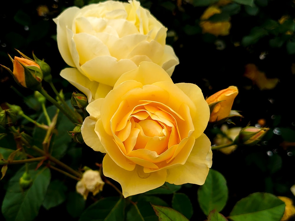 a close up of a yellow rose on a bush