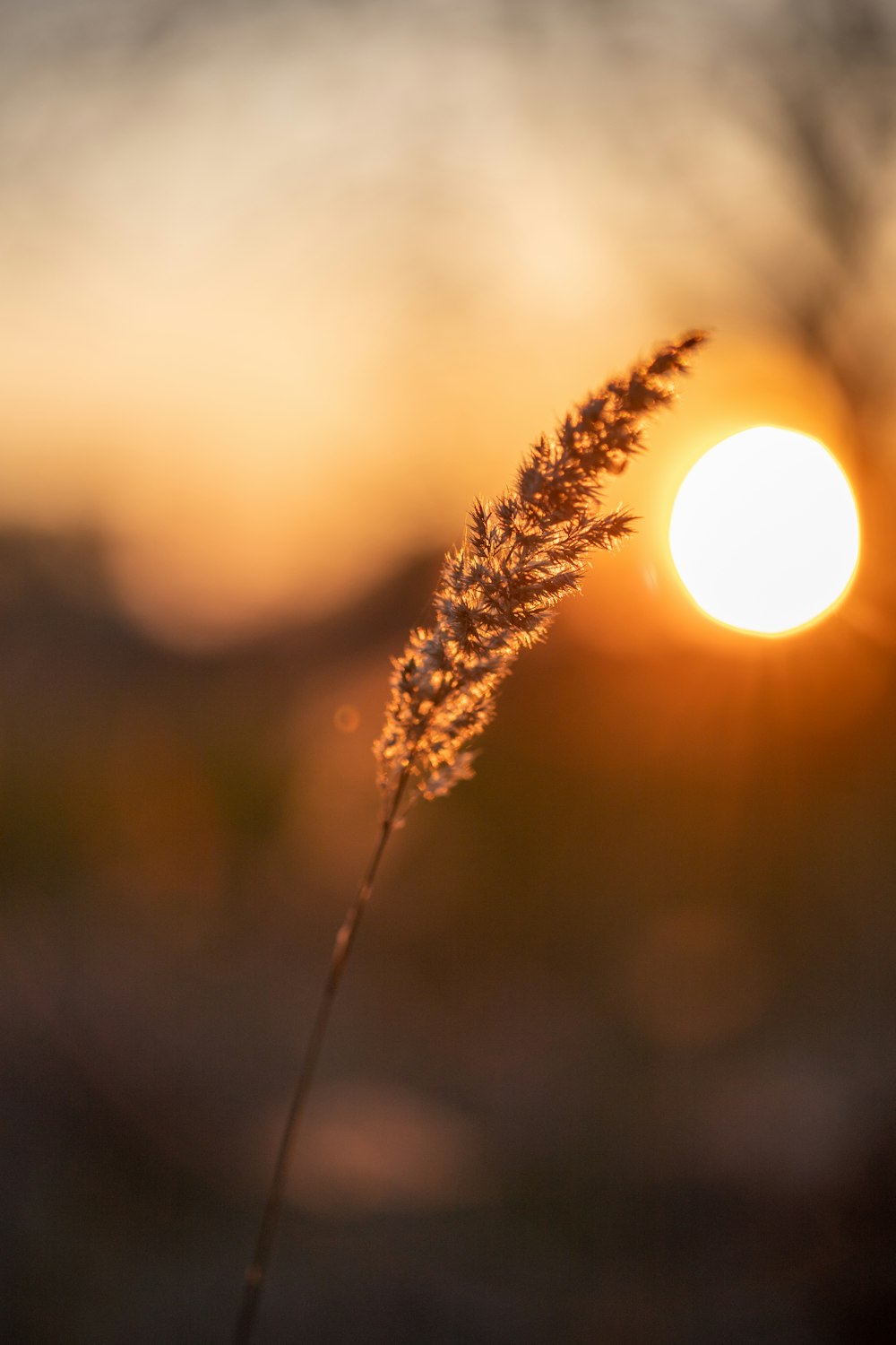 a close up of a plant with the sun in the background