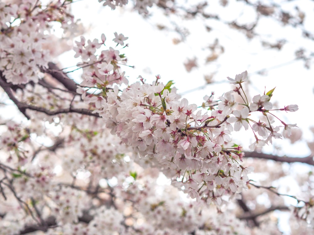 a close up of a tree with lots of flowers