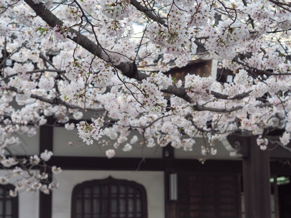 建物の前に白い花が咲く木