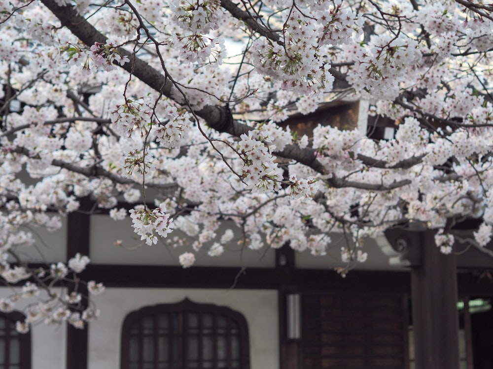 a tree with white flowers in front of a building