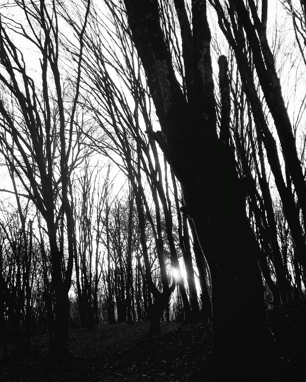 a black and white photo of a forest