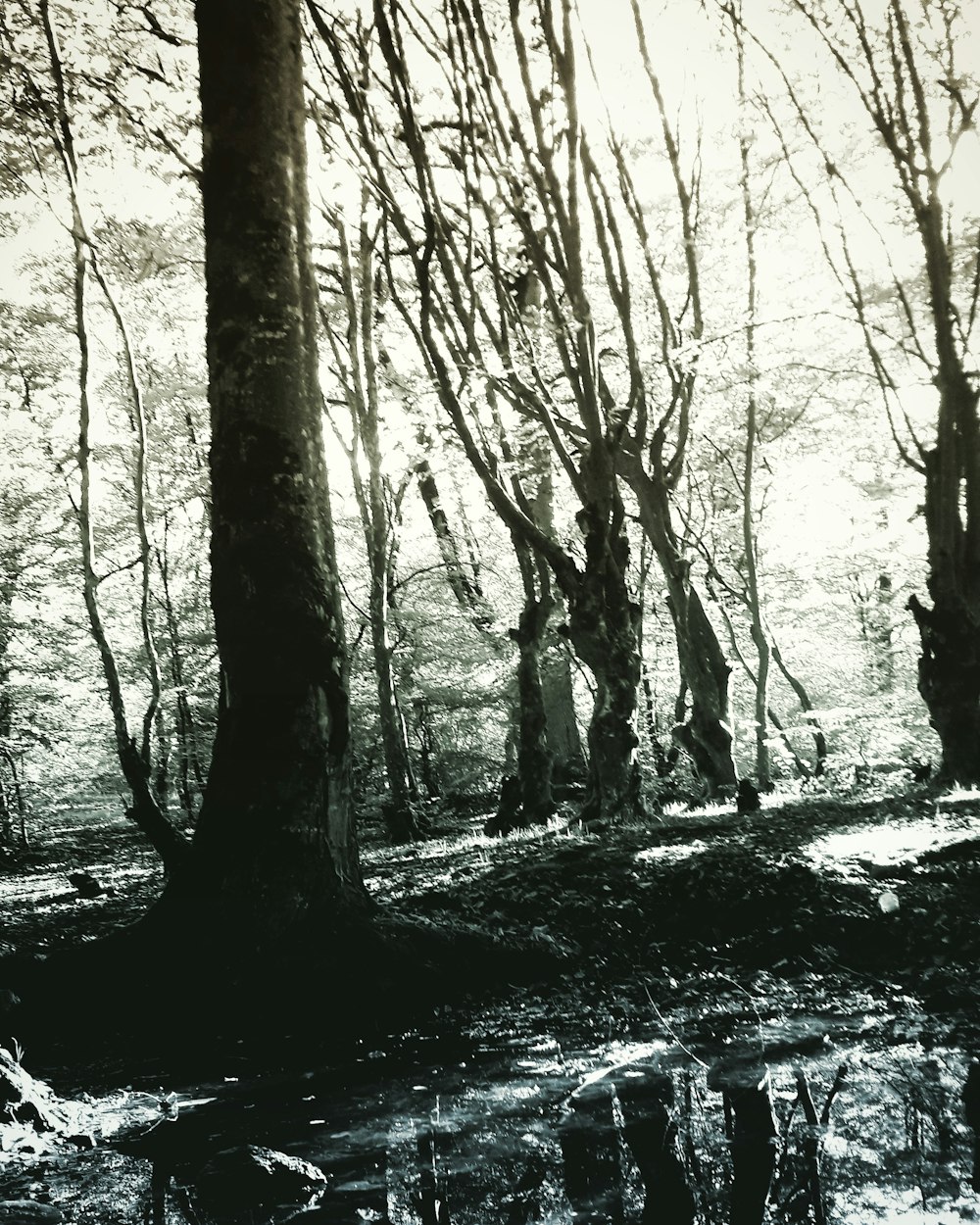 a black and white photo of trees in the woods