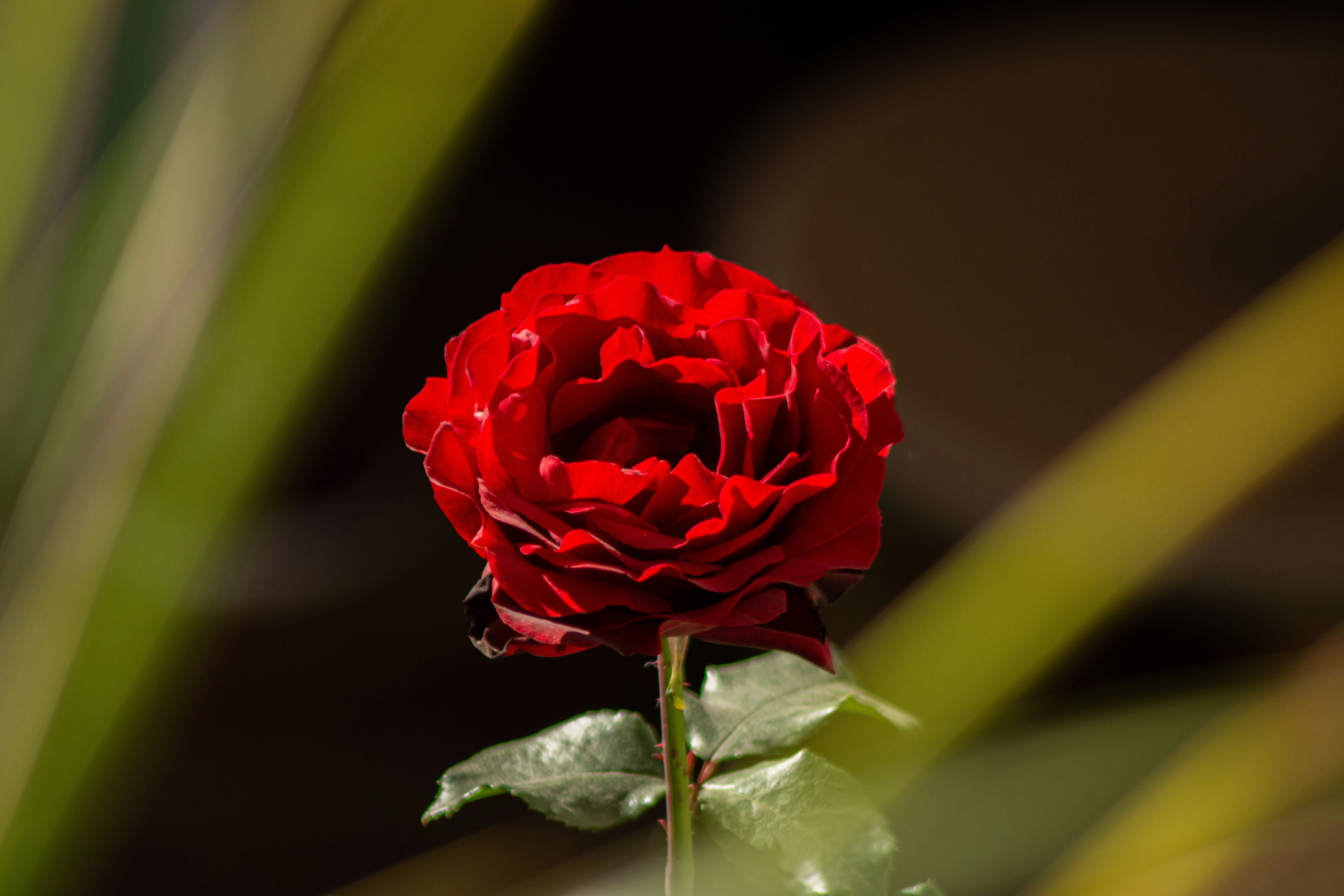 Photo by m_e_r_a__20_