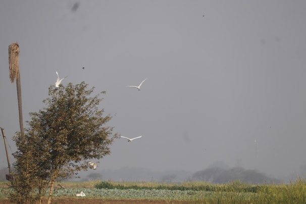 Peaceful farm life scene with birds flying over green fields at dusk.