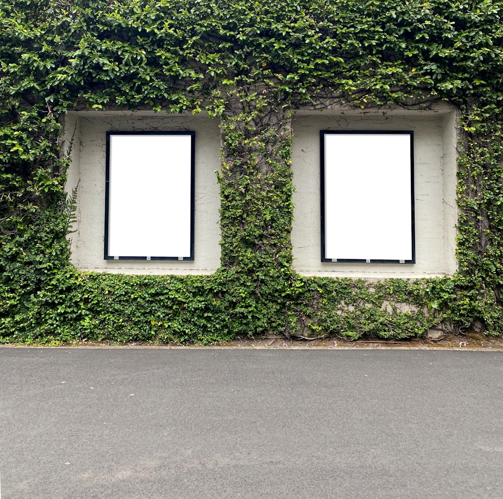 two empty billboards in front of a wall covered in ivy