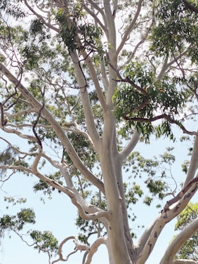 a giraffe standing next to a tall tree