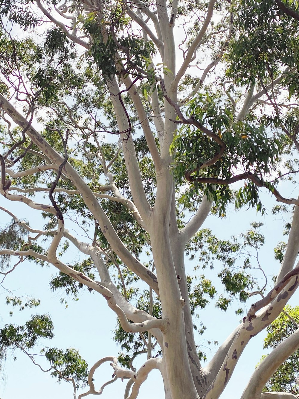 a giraffe standing next to a tall tree