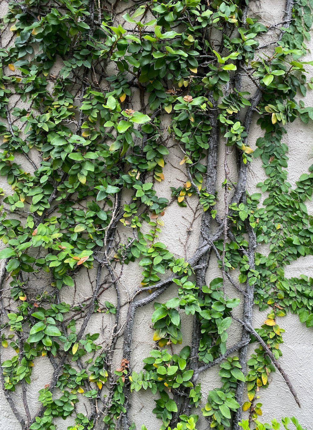 덩굴과 녹색 잎으로 덮인 벽