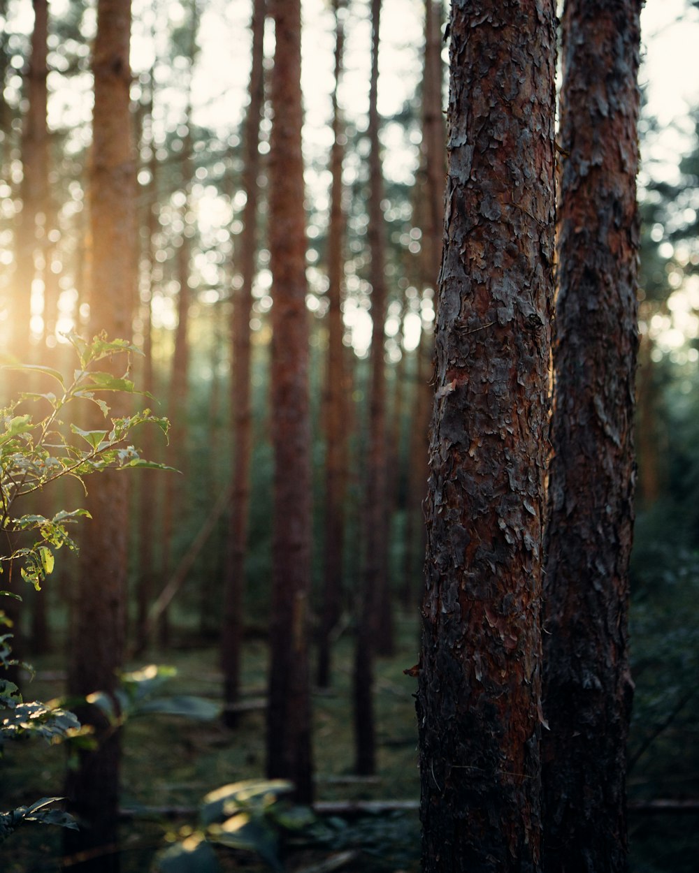 the sun is shining through the trees in the forest