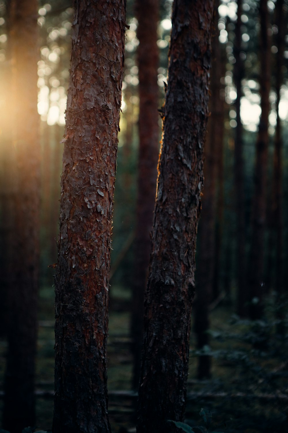 the sun is shining through the trees in the forest