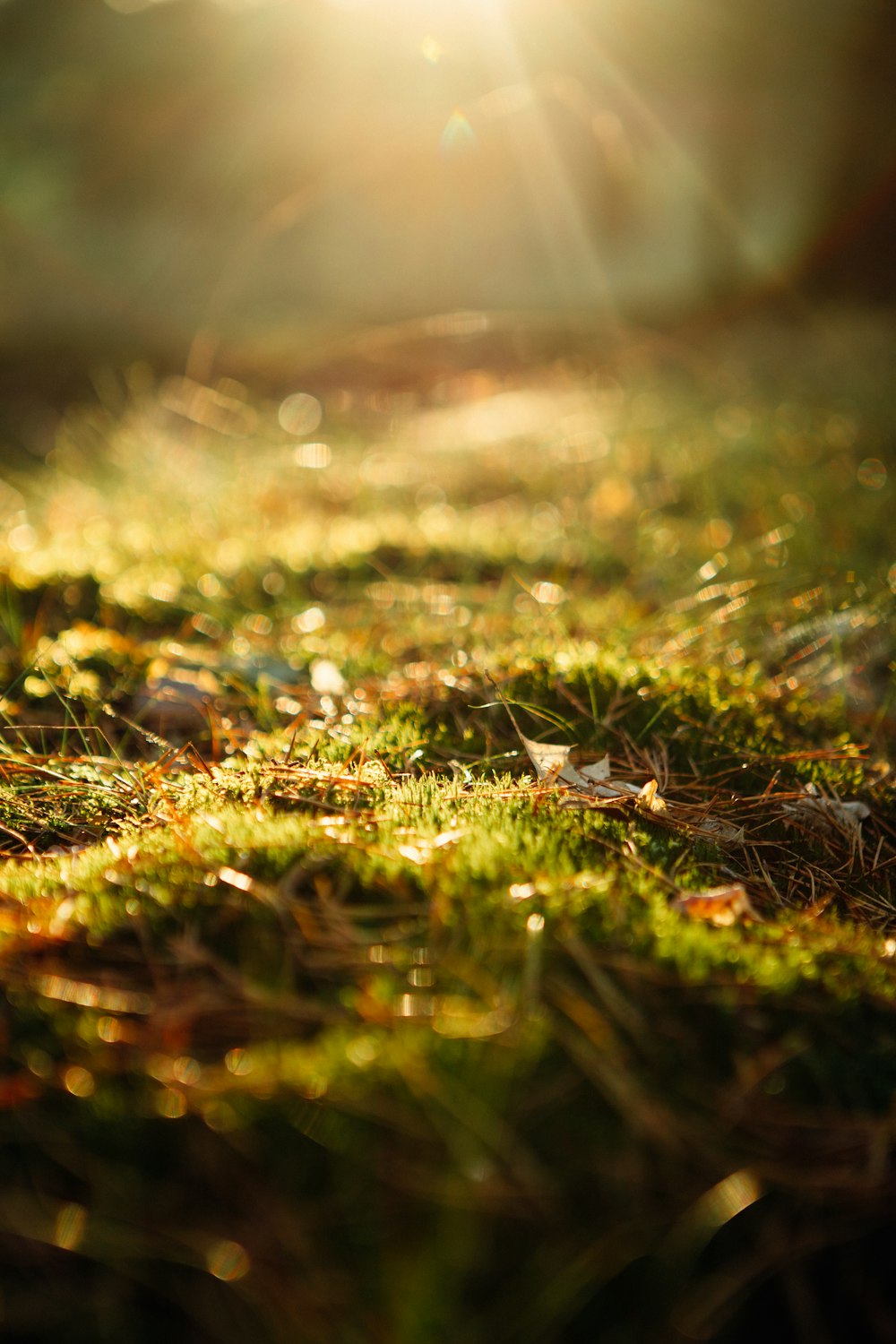 a close up of a grass field with the sun shining in the background
