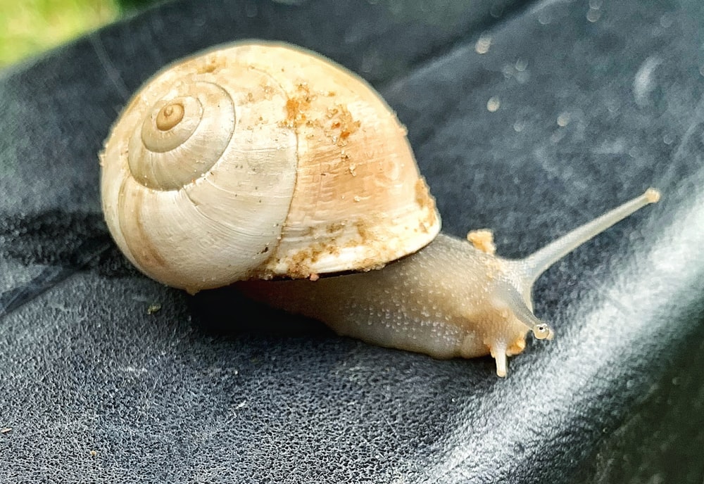 a close up of a snail on a black surface