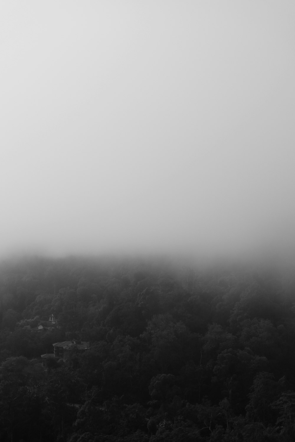 a black and white photo of a foggy forest