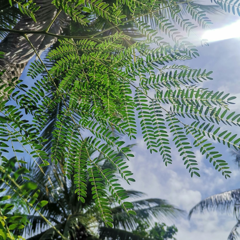 a green leafy tree with a blue sky in the background