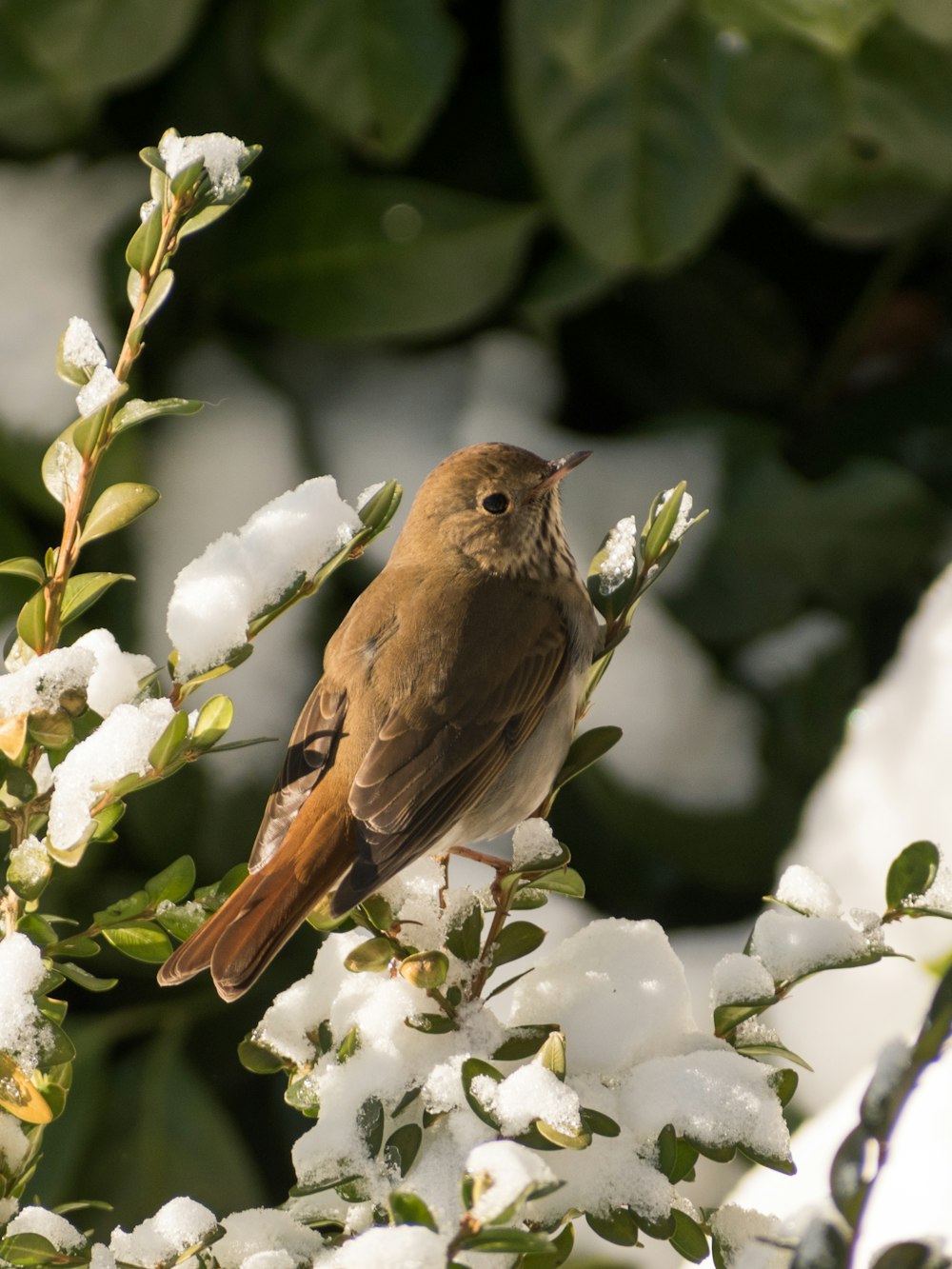 a brown bird sitting on a branch of a tree covered in snow