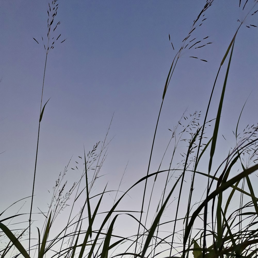 tall grass blowing in the wind on a sunny day