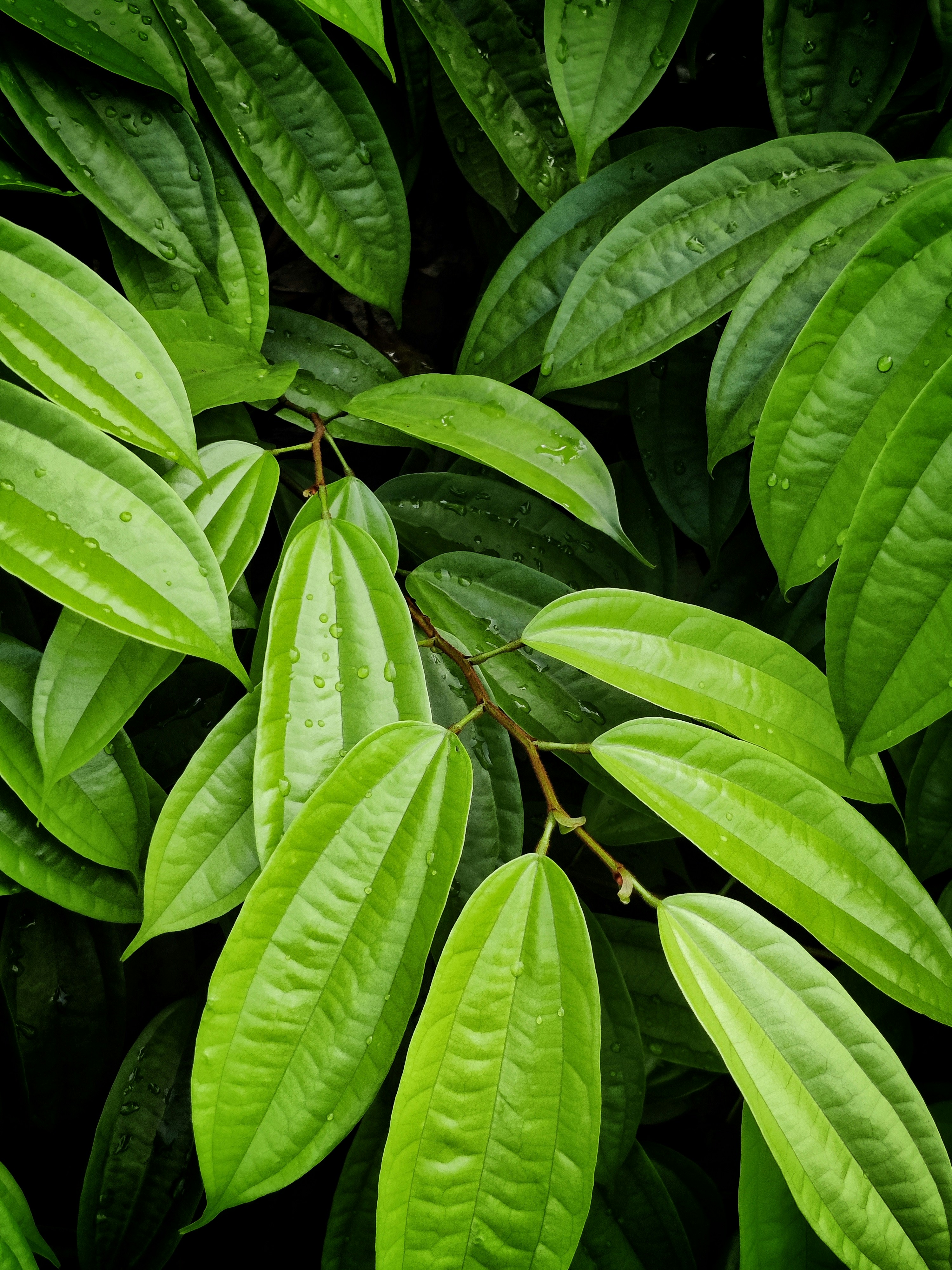 Photo by raguvarasan