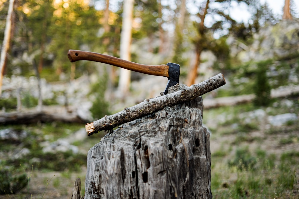 an axe stuck in a tree stump in a forest