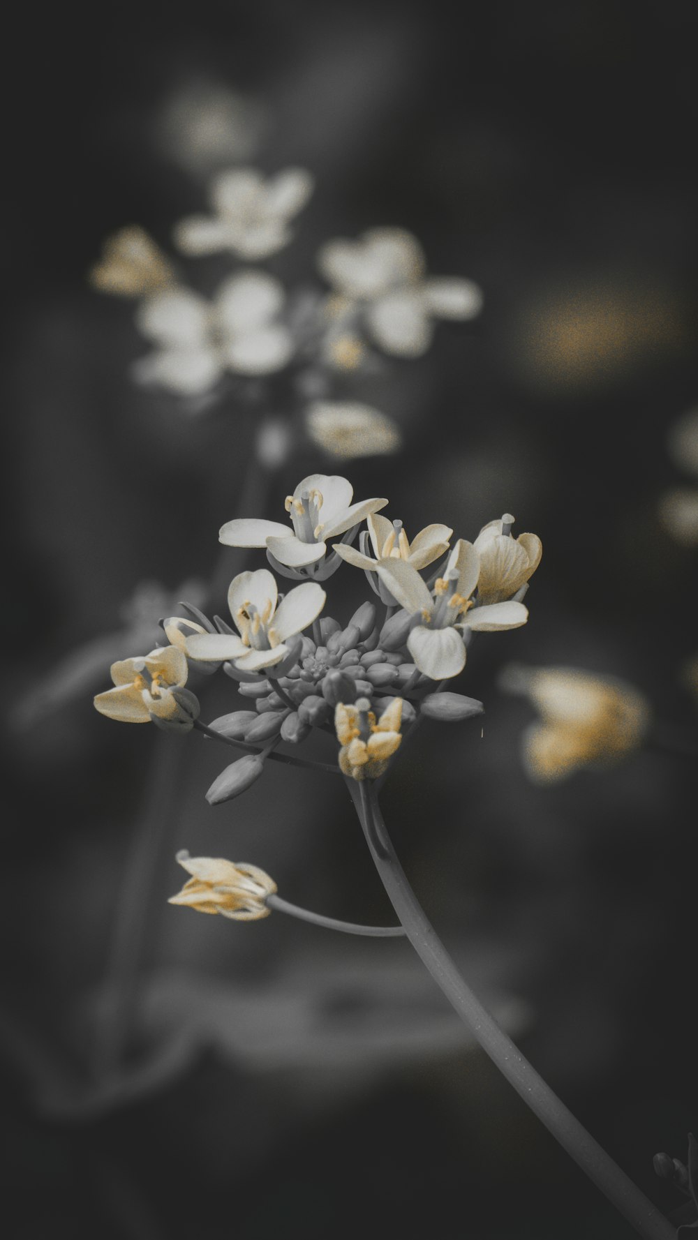 a black and white photo of a bunch of flowers