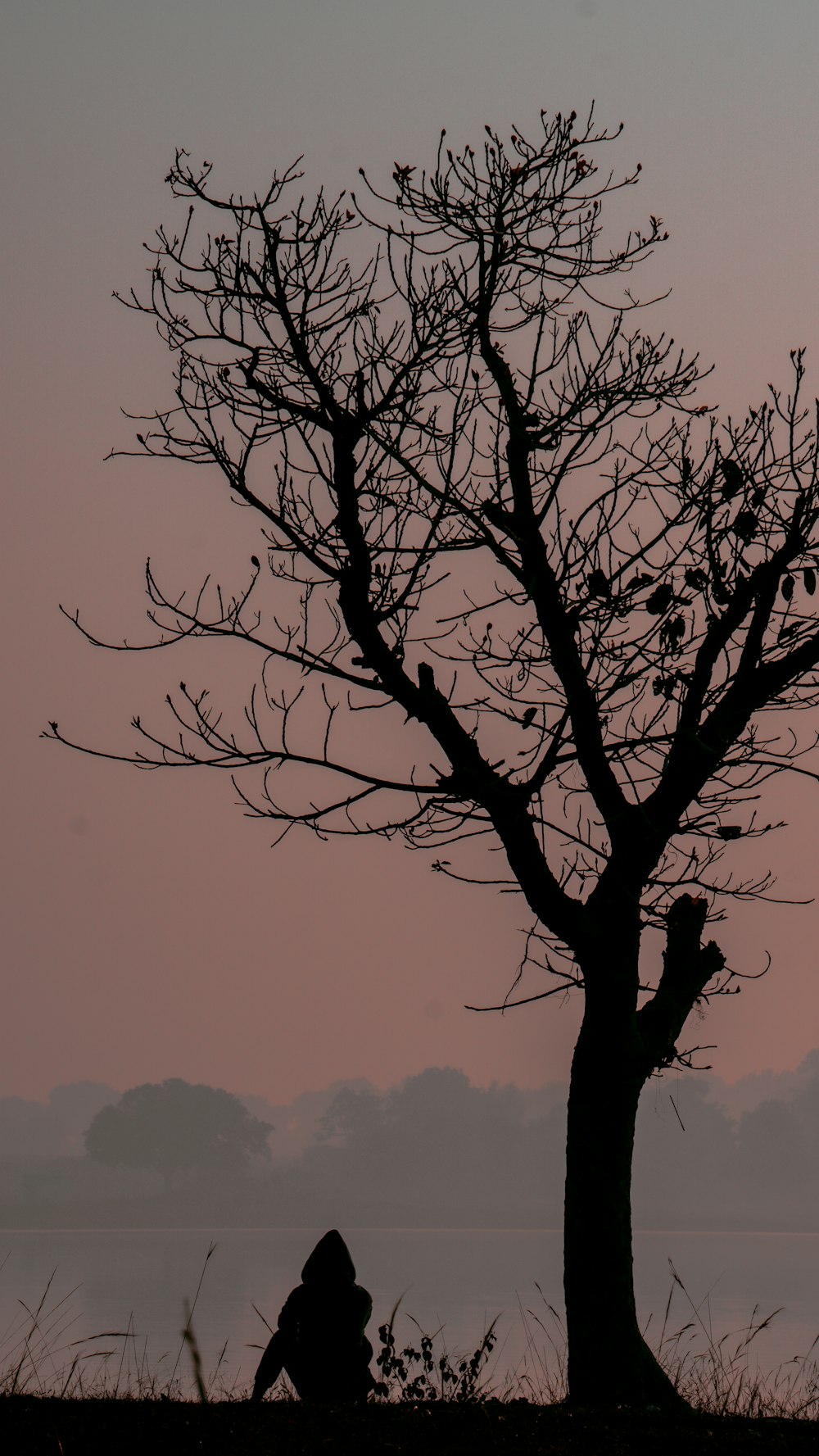 a person sitting under a tree with a pink sky in the background