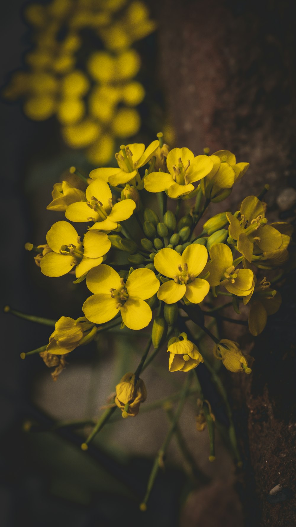 a bunch of yellow flowers sitting next to each other
