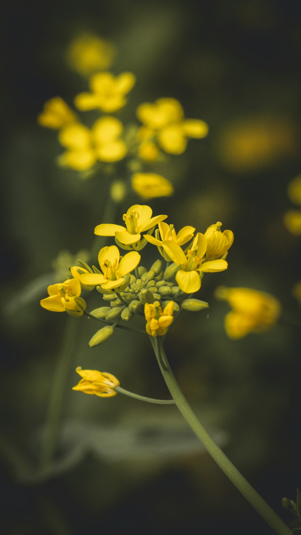 a close up of a yellow flower on a plant