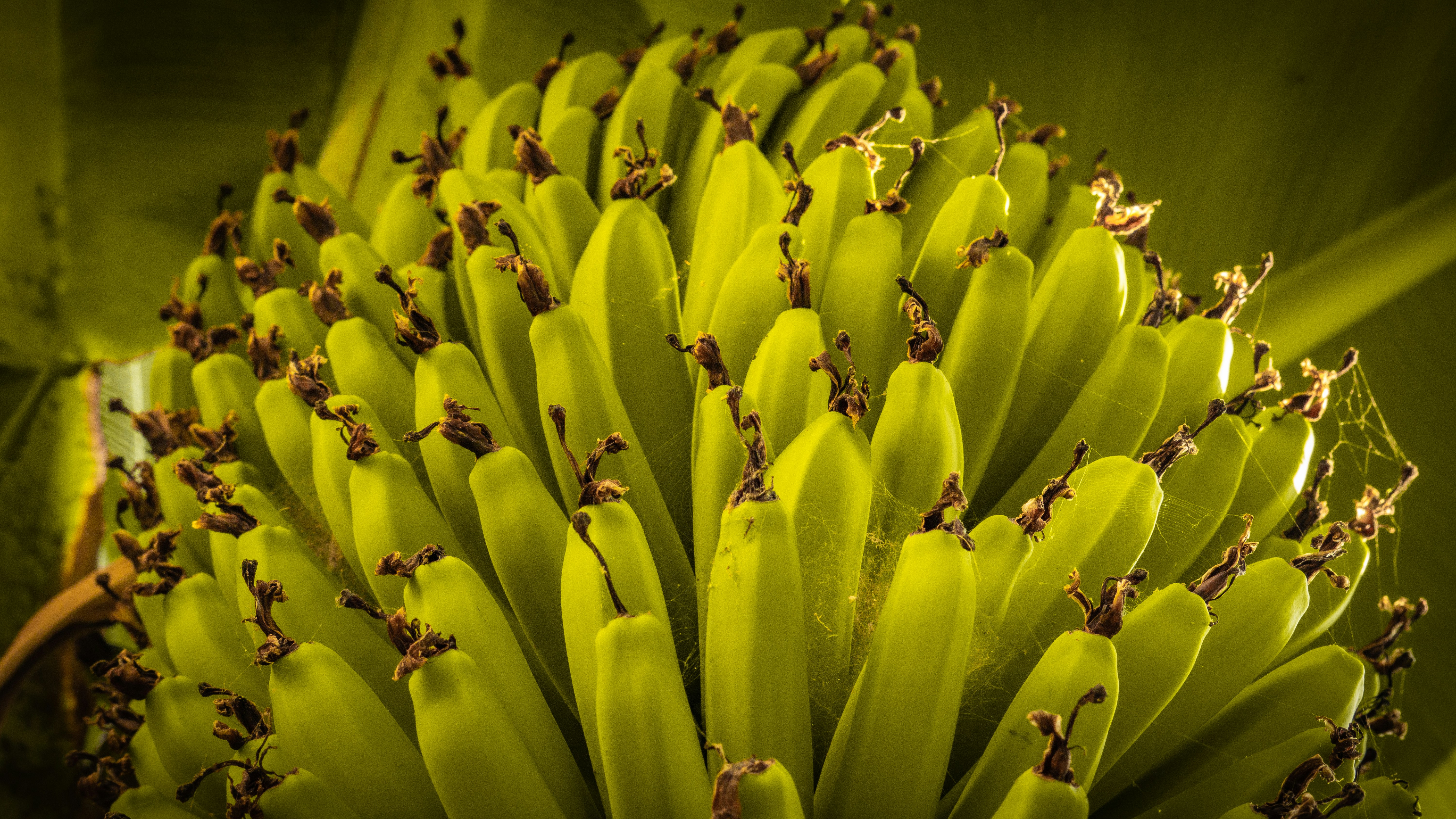 a bunch of green bananas hanging from a tree