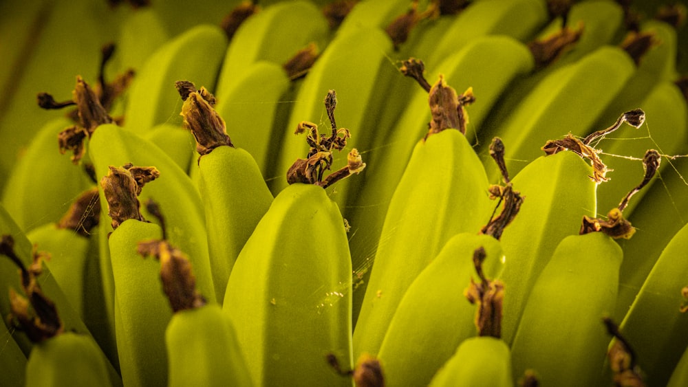 a close up of a bunch of green bananas