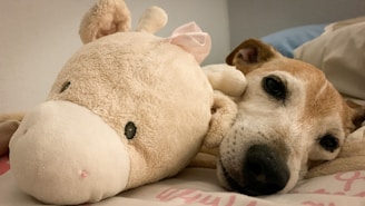A cozy scene showing a happy dog curled up on a soft bed next to colorful pet toys.