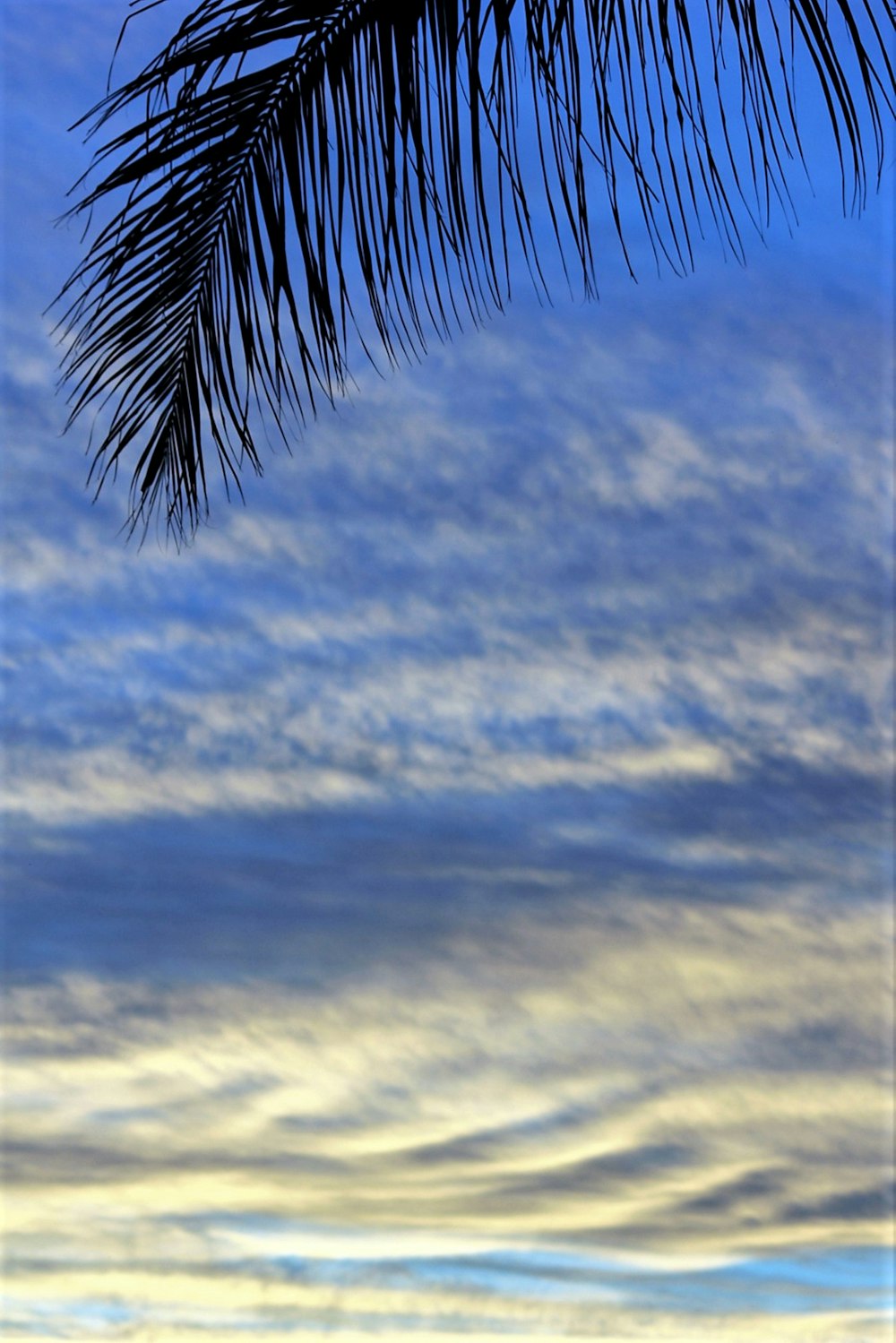 uma vista de uma praia com uma palmeira em primeiro plano