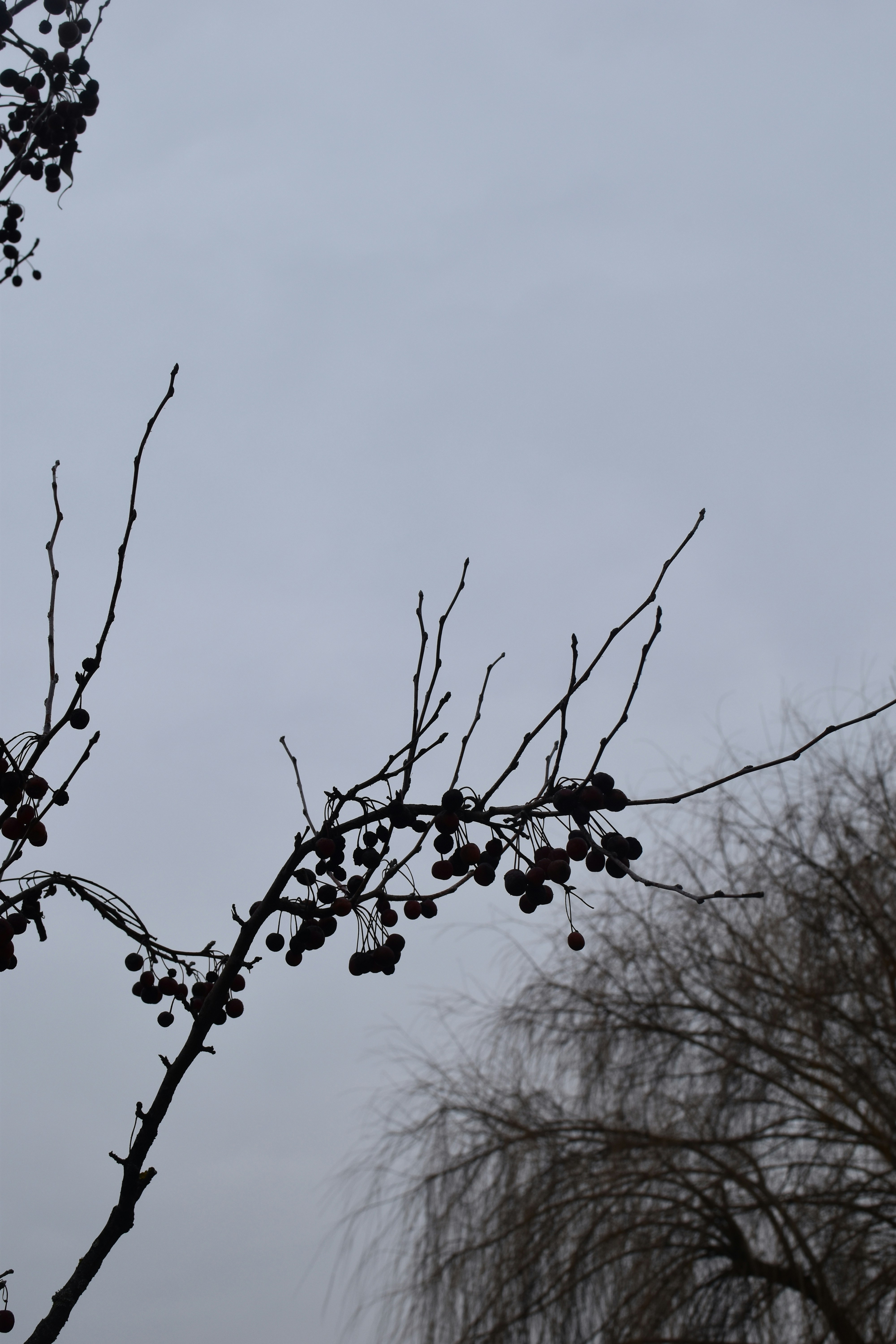 Photo by december_elegy