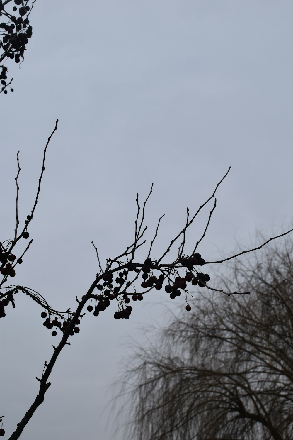 a tree branch with berries on it and a building in the background
